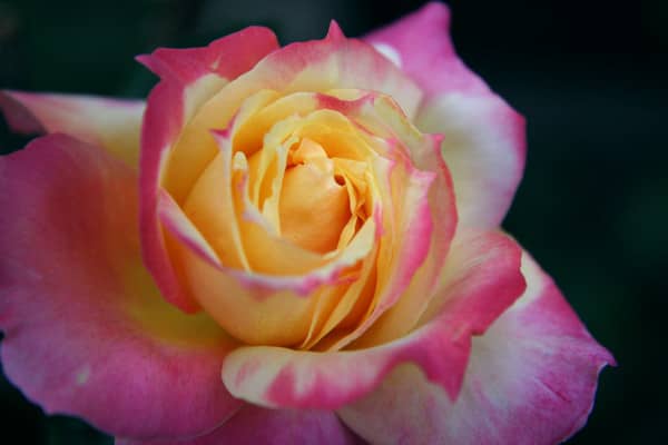 Pink Yellow Rose on Newbury Street