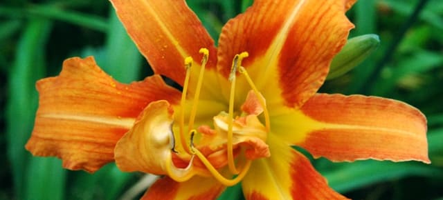 orange flower at minuteman national park in lincoln