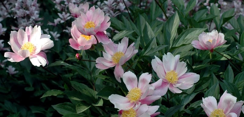 Peonies in Mount Auburn Cemetery